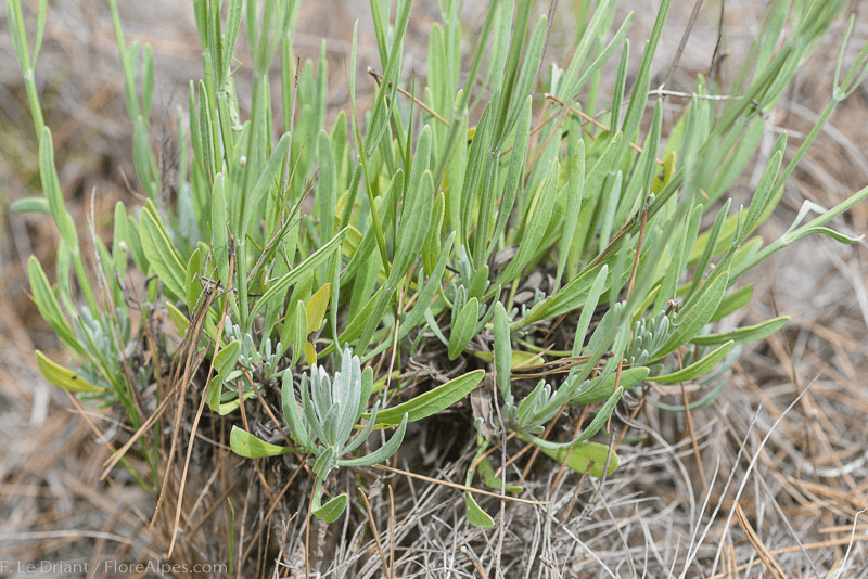 Des images de diff�rentes plantes